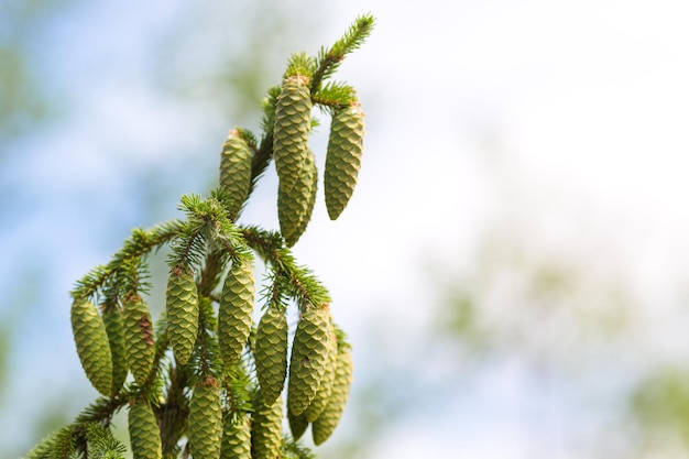 A green cone on a young fluffy branch of a fir tree.