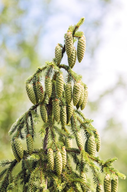 A green cone on a young fluffy branch of a fir tree