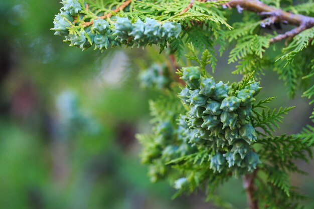 Green cones of thuja western on a branch, close-up