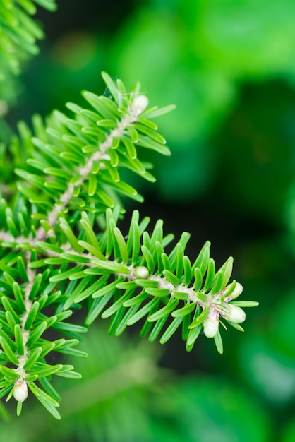 Green conifer branch