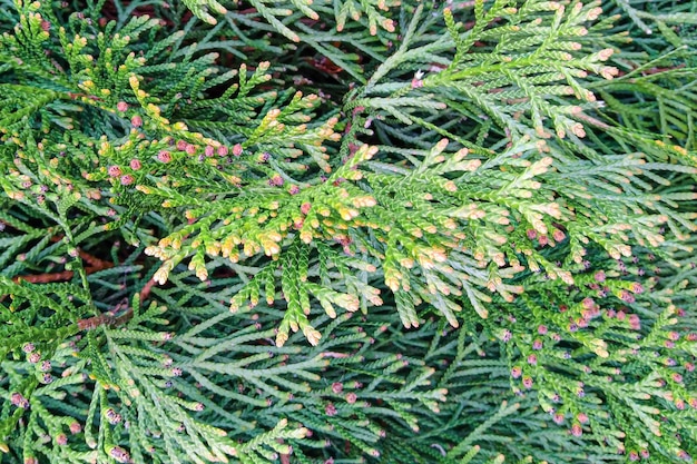 Green coniferous bush Thuja hedge texture Plant specimen of American thuja Evergreen ornamental hedge Thuja occidentalis Decorative green bush