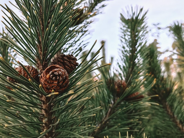 Green coniferous cedar ripe pine cones on tree branch forest