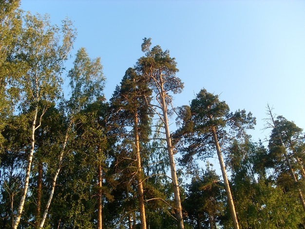 green coniferous forest in summer