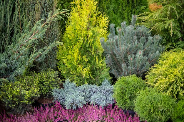 Green, coniferous ornamental plants.