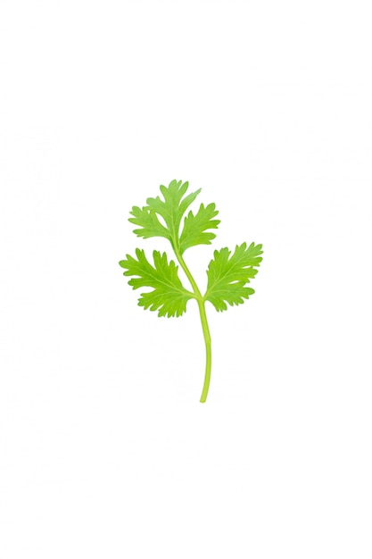 Green coriander isolation on white 