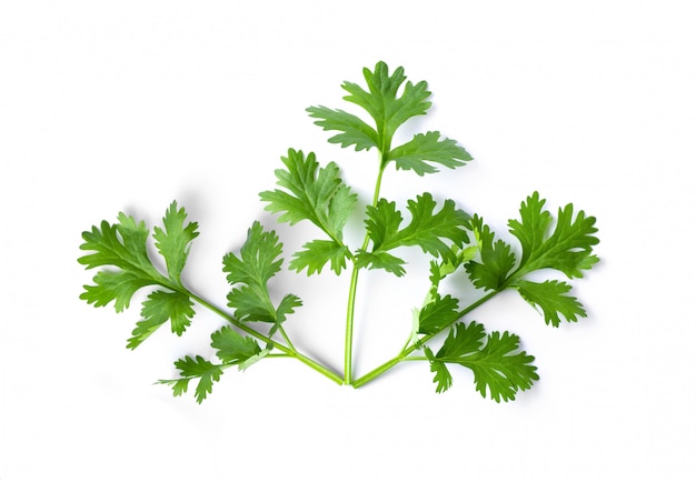 Green coriander leaves on a white wall.