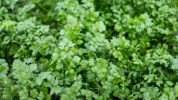 Photo green coriander in organic farmconcept of clean safe healthy food