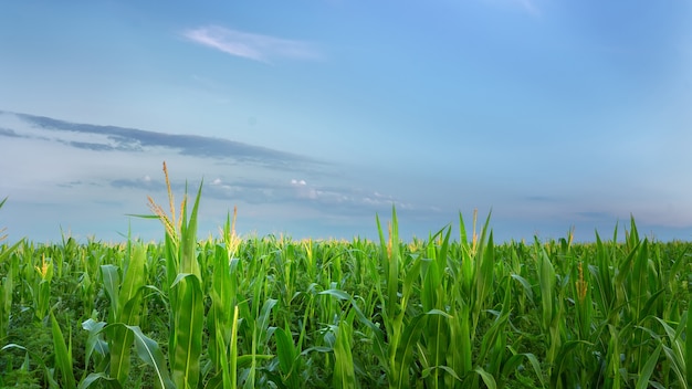 green corn against the evening sky