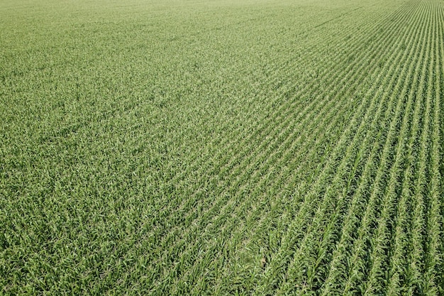 Green corn field Aerial, Corn field Aerial.