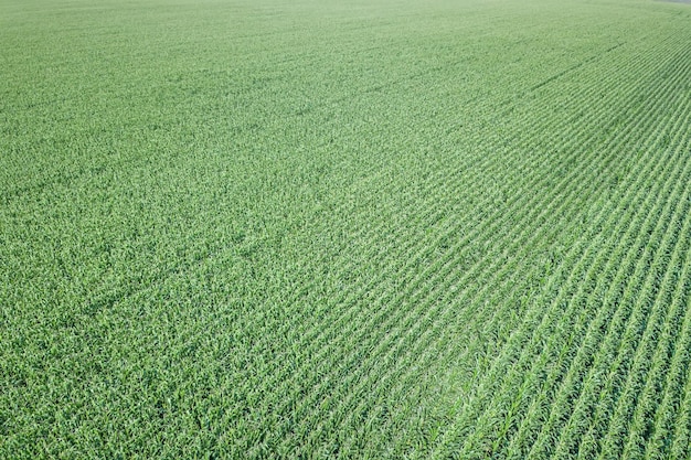 Green corn field Aerial, Corn field Aerial.