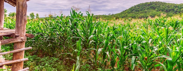 Green corn field in agricultural garden waiting to harvest