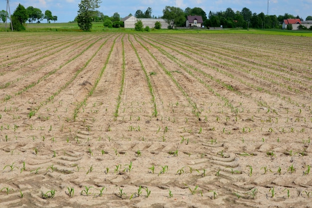 green corn field farm in the countryside