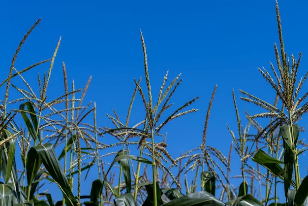 Green corn in a field in the sunny summer season