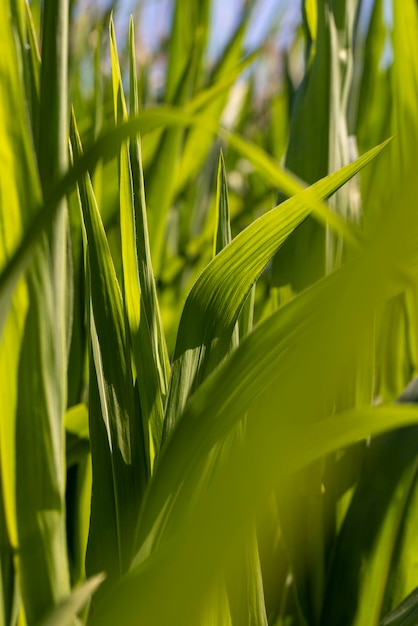 Green corn in a field in the sunny summer season