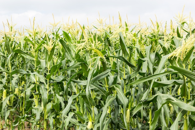 Photo green corn field with drip irrigation system in farm