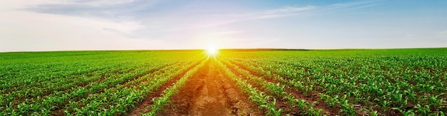 Green corn field with rural sunset