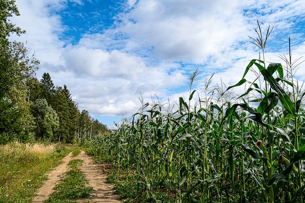 A green cornfield. A rural road along a field.