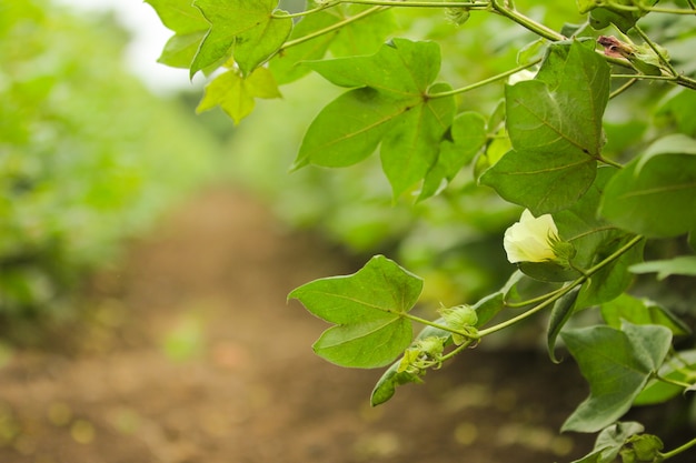 green cotton farm