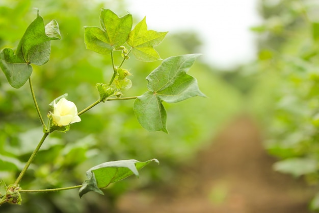 green cotton farm