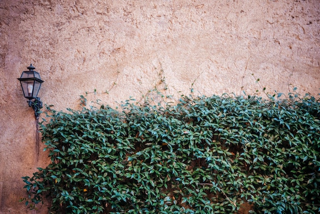 Green creeper plant climbing the mottled wall with a wall lantern background