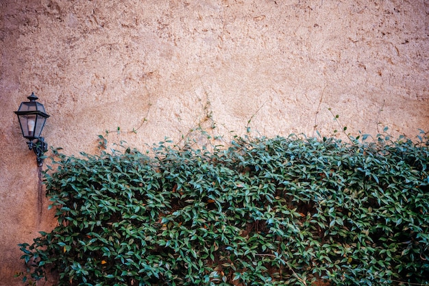 Green creeper plant climbing the mottled wall with a wall lantern background