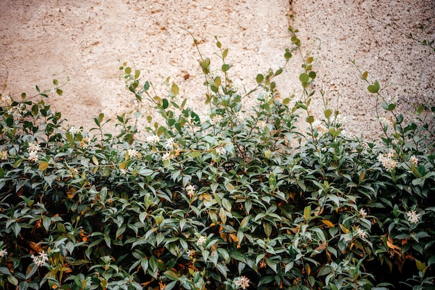 Green creeper plant climbing the mottled wall