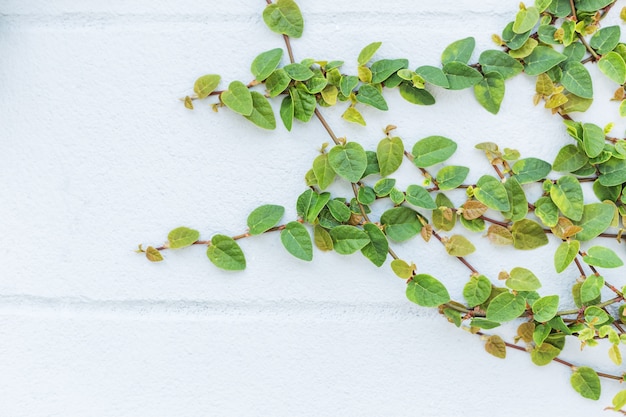 The Green Creeper Plant on a Wall Creates a Beautiful Background. free space for text.