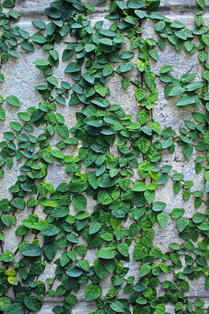 Green creeper plant on wall