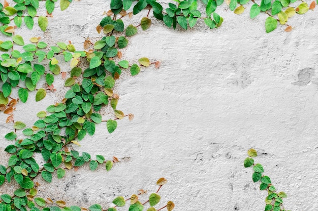 Green Creeper Plant on white wall