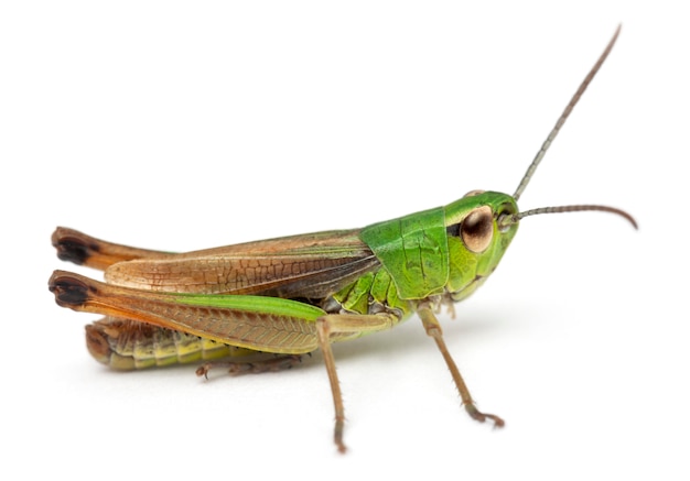 Green Cricket isolated on white