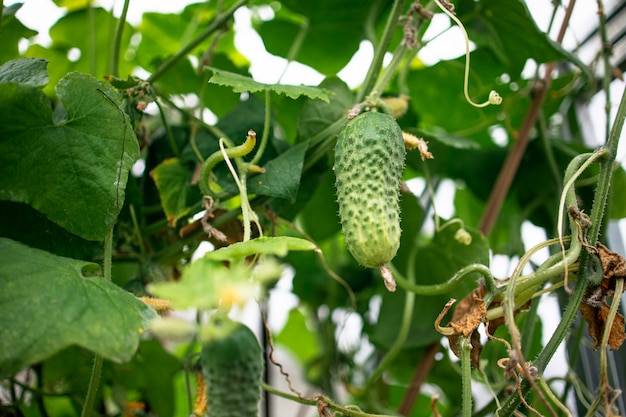 Green cucumber on a branch in a greenhouse