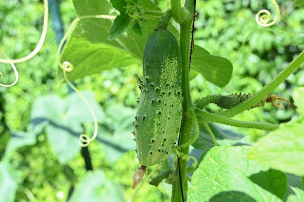 Green cucumber on a branch The growth and blooming of greenhouse cucumbers hanging on a branch