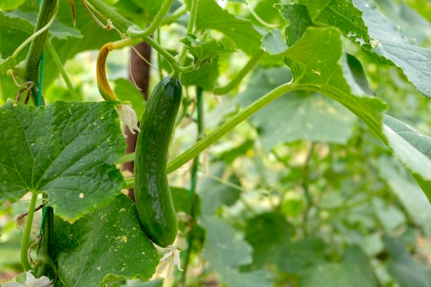 Green cucumber growing in field vegetable for harvesting.