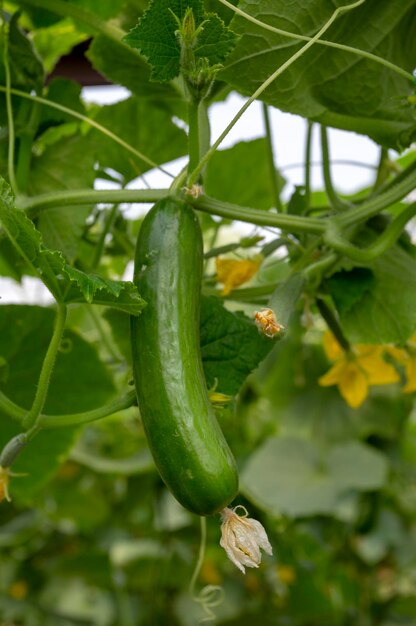 Green cucumber growing in field vegetable for harvesting.