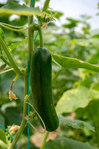 Green cucumber growing in field vegetable for harvesting.