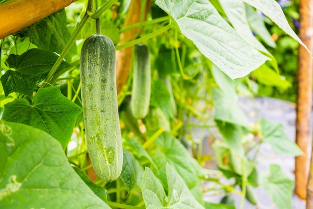 Green cucumber growing in organic garden