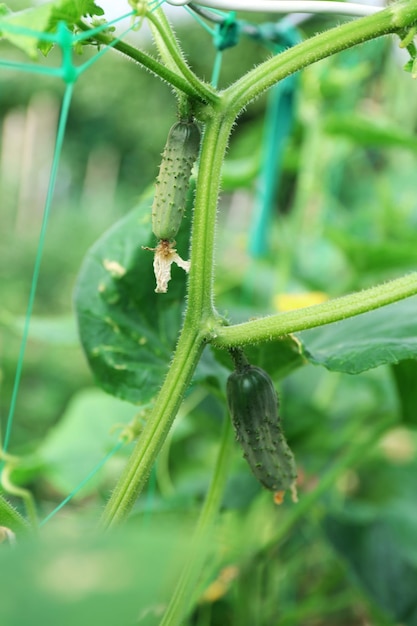 Green cucumbers hang on a green branch