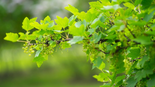 Green currant berries on a bush
