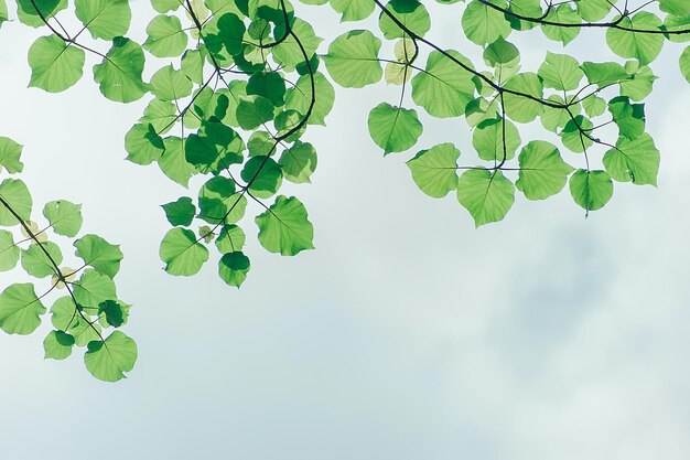 Green and cute little leaves