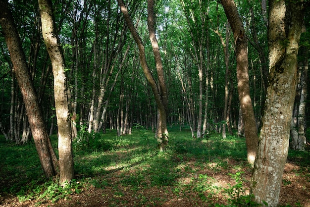 Green deciduous forest by day, beautiful natural background