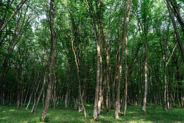 Green deciduous forest by day, beautiful natural background