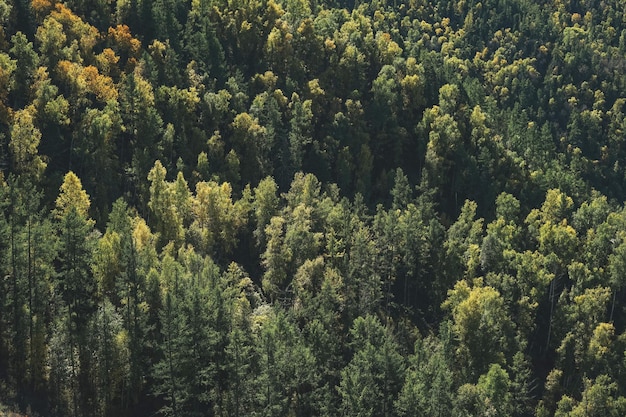 Green dense autumn coniferous forest in the mountains firs and pines textured natural backround