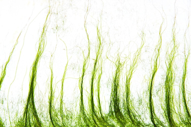 Green dry seaweed on a white hull of a yacht closeup