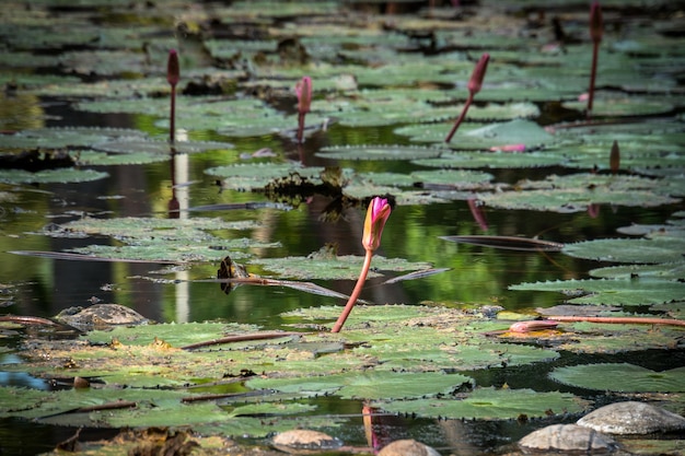 Green duckweed on water and lily leaf