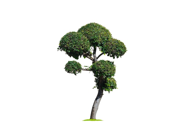 Green dwarf tree on isolated white background with clipping path for topiary garden design