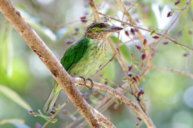 Green-eared Barbet Megalaima faiostricta Beautiful Birds of Thailand