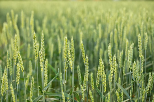 Green ears of wheat Abstract natural background or texture