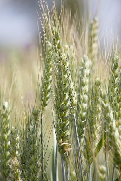 Green ears of wheat closeup Wheat field and ripening ears