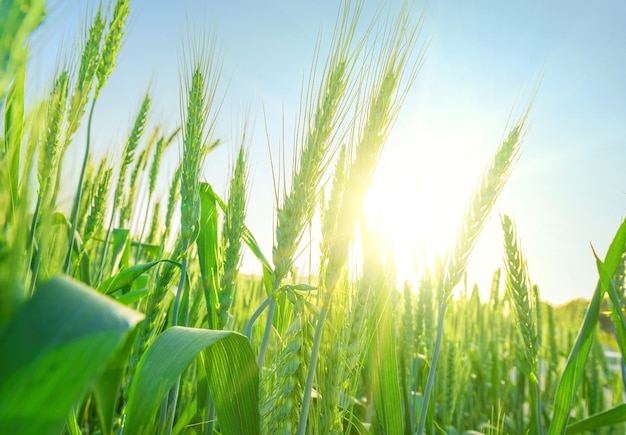 Green ears of wheat ripening in field close up sun flare