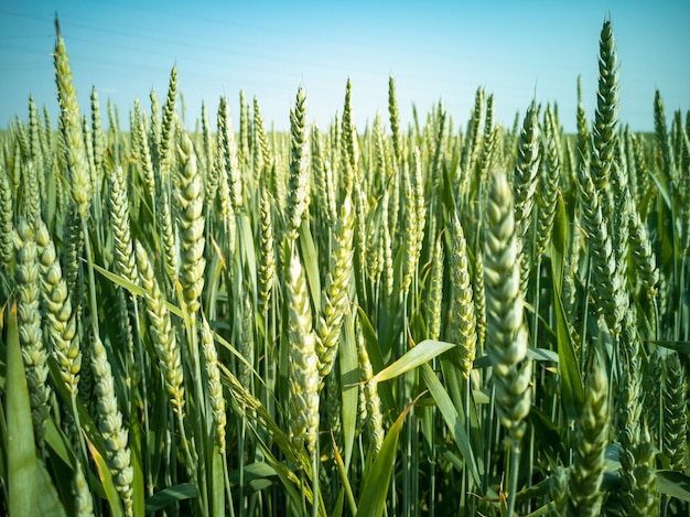 Green ears of wheat Wheat field